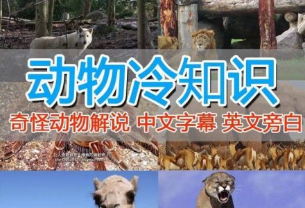 外面卖1699的国外纪录片解说（动物解说、美食、动画片）稳过中视频-创艺项目网